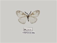 藏品(三斑薄翅斑蛾)的圖片